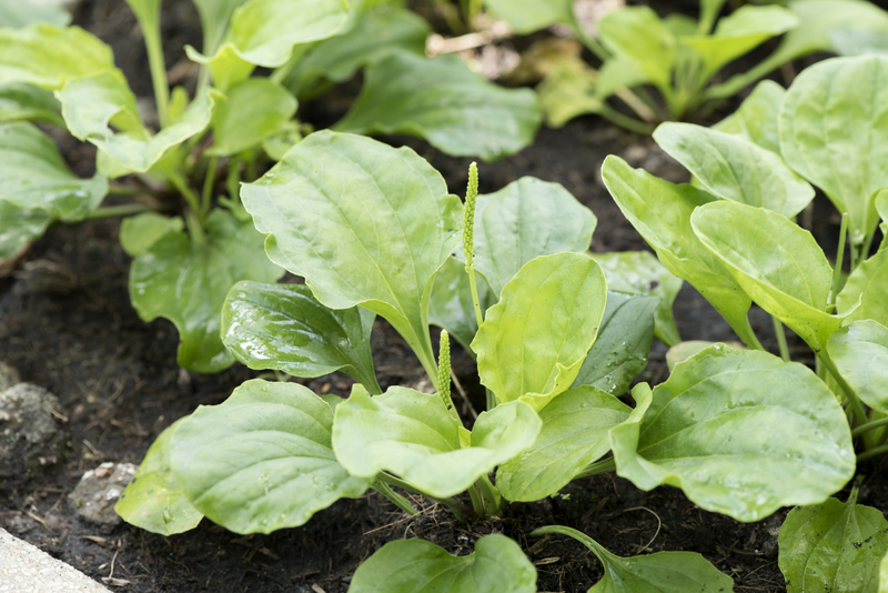 garden plants