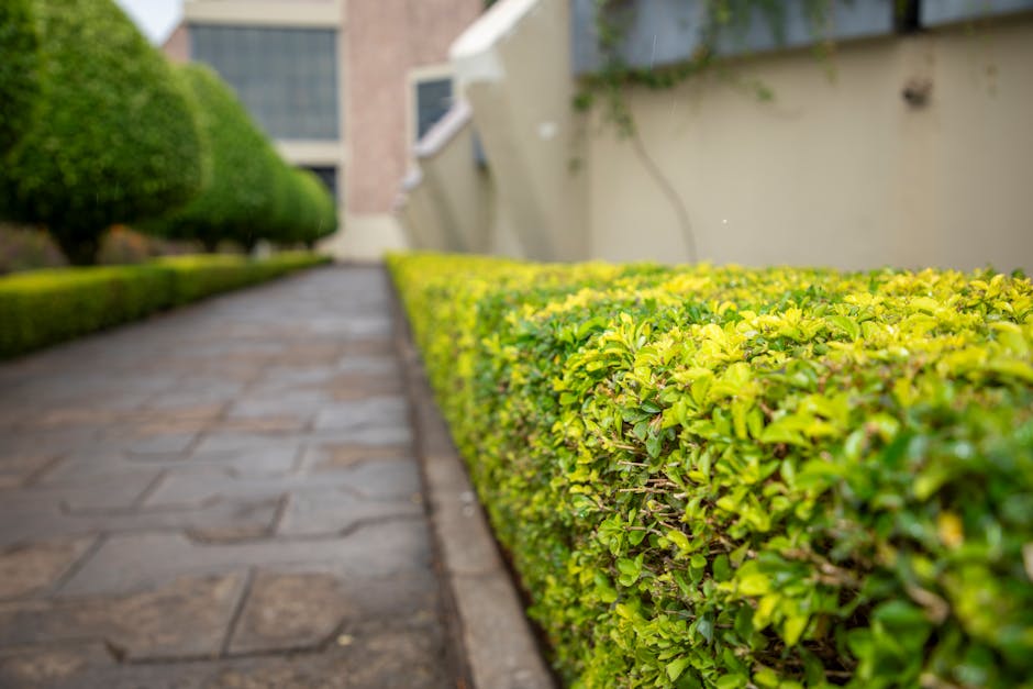 A neatly maintained garden pathway featuring a paved stone walkway bordered by a vibrant, well-trimmed boxwood hedge with small, glossy green leaves. To the left, a lush, dark green hedge runs parallel to the pathway, providing privacy and contrast. In the background, out-of-focus trees and possibly a building wall are visible under natural daylight, indicating a pleasant outdoor setting. The scene suggests professional garden maintenance, including hedge trimming and general landscaping work by Gardeners Surrey, with fresh, clean edges and healthy foliage enhancing the garden's tidy appearance.