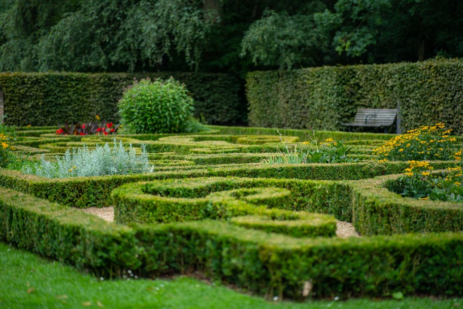 A neatly maintained garden pathway featuring a paved stone walkway bordered by a vibrant, well-trimmed boxwood hedge with small, glossy green leaves. To the left, a lush, dark green hedge runs parallel to the pathway, providing privacy and contrast. In the background, out-of-focus trees and possibly a building wall are visible under natural daylight, indicating a pleasant outdoor setting. The scene suggests professional garden maintenance, including hedge trimming and general landscaping work by Gardeners Surrey, with fresh, clean edges and healthy foliage enhancing the garden's tidy appearance.