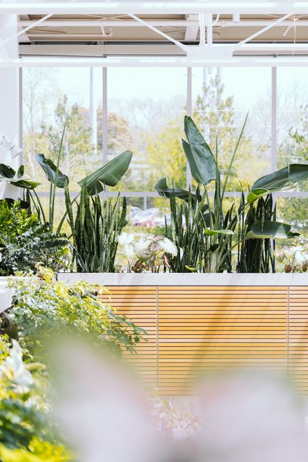 Inside a modern greenhouse or conservatory, lush green houseplants such as tall, broad-leafed plants and snake plants are arranged along a wooden planter box. The background features large windows allowing natural light to fill the space, with a view of trees and parked cars outdoors. The interior showcases a clean, contemporary design with metal framework and a bright, airy atmosphere suitable for garden maintenance and landscaping work detailed in the context of how Surrey businesses select commercial gardeners for office and greenhouse plant care. The textured soil and healthy foliage highlight ongoing plant preservation and care activities facilitated by professional gardening services like Gardeners Surrey.