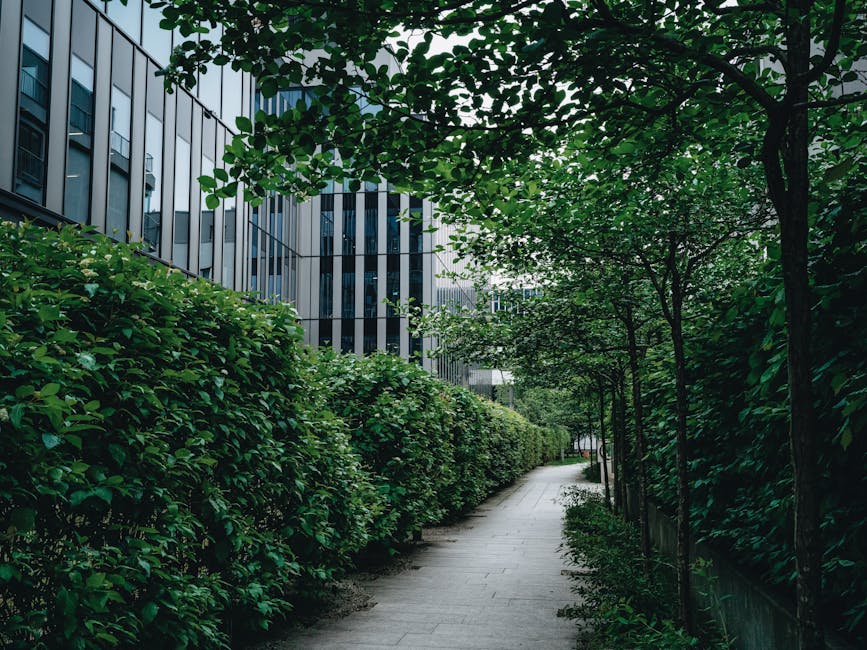 A paved pedestrian pathway running alongside modern office buildings with reflective glass facades. The pathway is bordered on one side by neatly trimmed, dense green hedges and on the other side by evenly spaced young trees with slender trunks and broad leaves, providing partial shade. The hedges show a consistent, healthy green color, indicating recent pruning, while the pathway itself appears clean and well-maintained with a smooth surface. Overhead, a canopy of leaves creates a dappled pattern of light and shade, contributing to a calm, landscaped urban outdoor setting. This scene exemplifies professional garden maintenance and landscaping work by Gardeners Surrey, showcasing tidy greenery alongside commercial premises.
