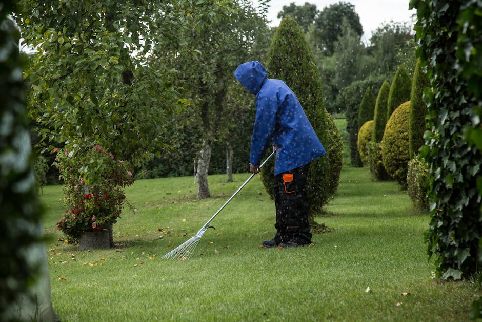 A person wearing a blue raincoat with the hood up and black waterproof trousers is engaged in garden maintenance, using a metal rake to collect fallen leaves or debris on a lush, green lawn. The garden features neatly trimmed hedges and shaped trees, including conical and rounded topiary, creating a well-manicured landscape. The grass appears freshly mowed with visible lines, and there are flower pots with blooming plants placed along the garden path. The environment is damp, suggesting recent rain, and the sky is overcast, providing diffuse lighting across the scene. This outdoor scene exemplifies careful lawn care and hedge trimming typical of professional gardening services, with Gardeners Surrey likely offering such landscaping work.