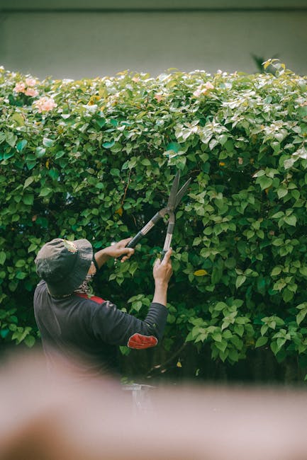 A gardener wearing a wide-brimmed hat and dark clothing is trimming a dense, green hedge with long-handled pruning shears in a garden setting. The hedge consists of lush, vibrant leaves with some pink flowers visible on top, indicating flowering shrubbery. The gardener is focused on shaping the hedge to maintain a neat, tidy appearance as part of garden maintenance. Behind the hedge, there is a smooth, light green wall, and the scene is well-lit, suggesting daytime outdoor lighting. The surrounding environment includes a wooden garden path and other plants, with textures of wet soil and freshly cut foliage enhancing the visual details. This image exemplifies landscape work and hedge trimming typically undertaken by professional gardening services such as Gardeners Surrey linked to the size and form of the garden beds and borders.